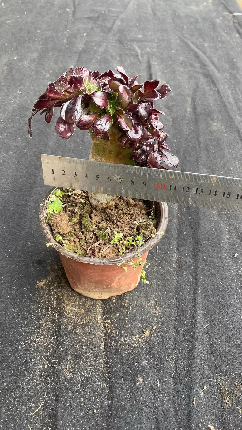 10cm Aeonium Ink wash painting Cristata