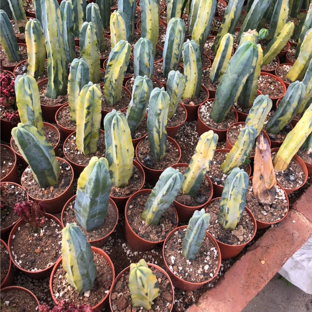8-10cm Myrtillocactus geometrizans Variegated