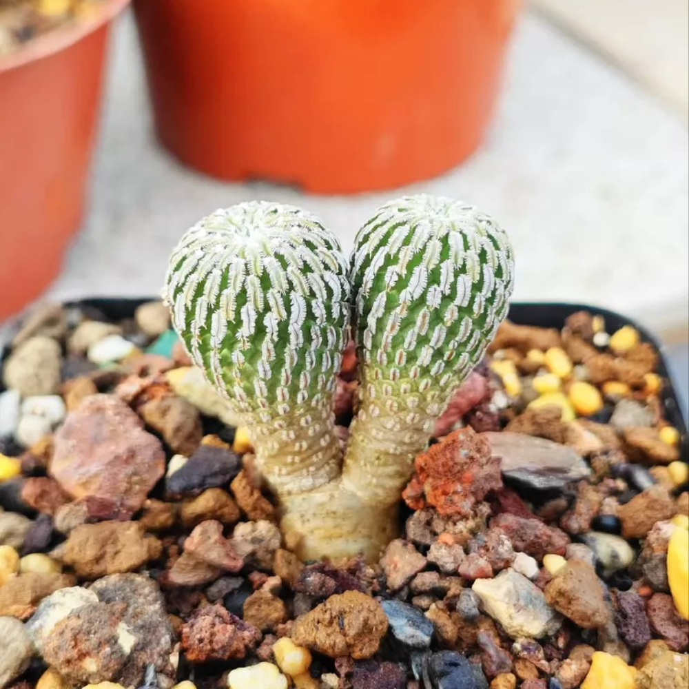 6-7cm Double heads Turbinicarpus pseudopectinatus