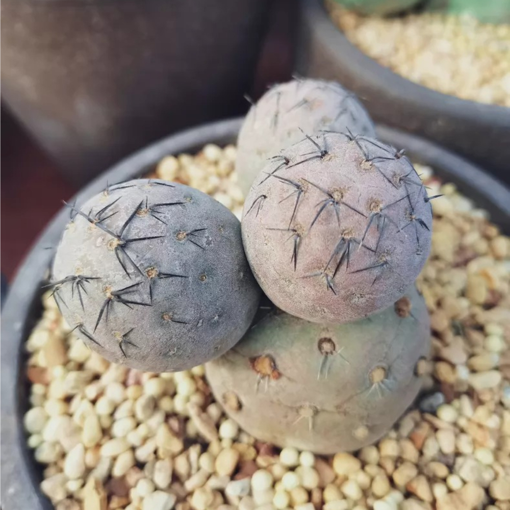 7-8cm Four Heads Tephrocactus geometricus