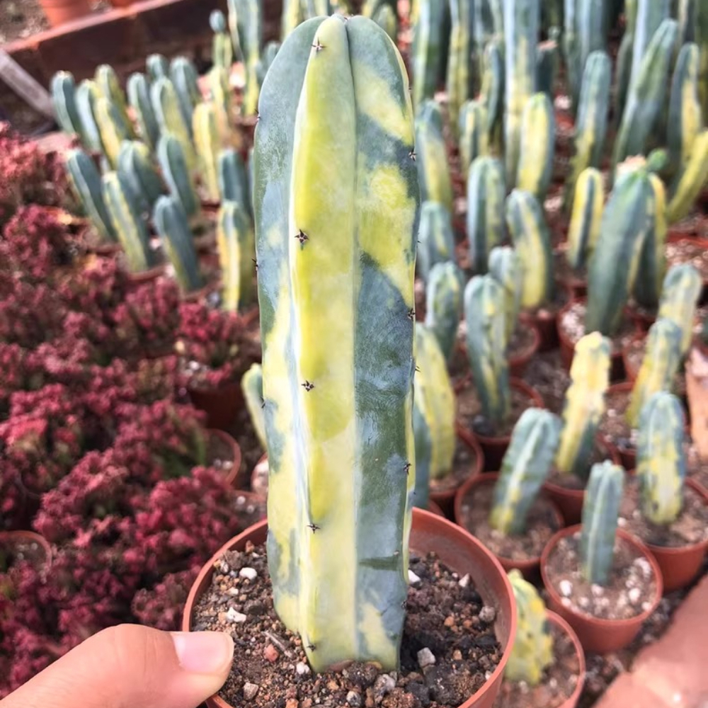 8-10cm Myrtillocactus geometrizans Variegated