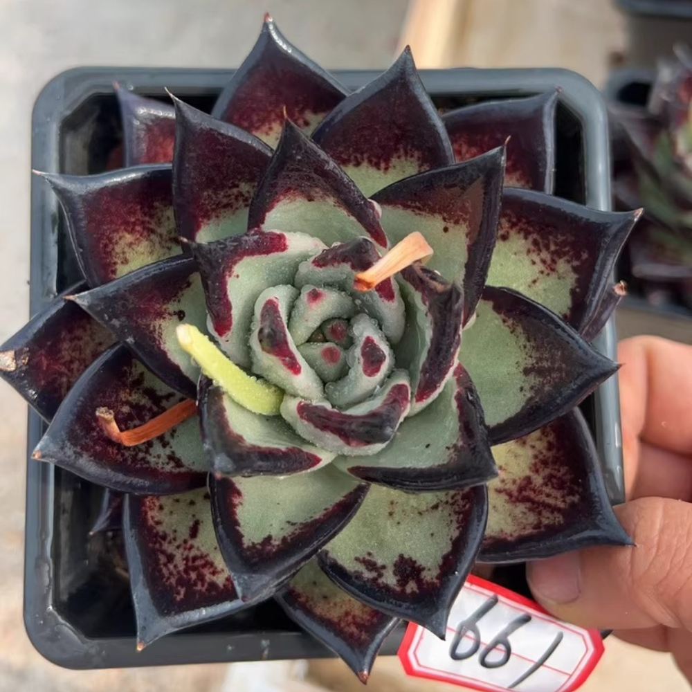 7-8cm Echeveria agavoides ebony