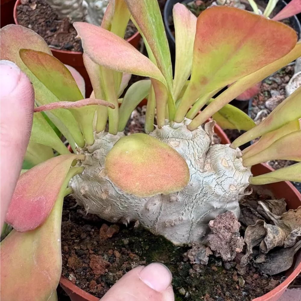 7-9cm Euphorbia poissonii Cristata