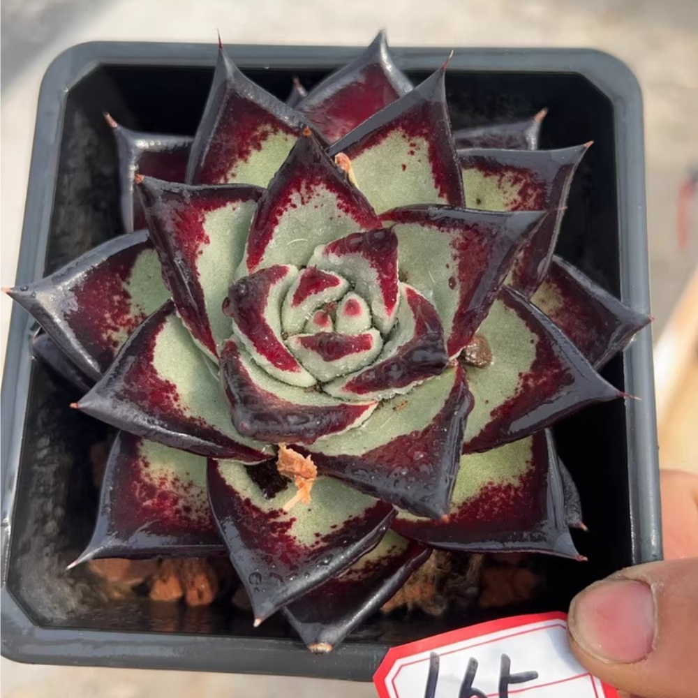 7-8cm Echeveria agavoides ebony