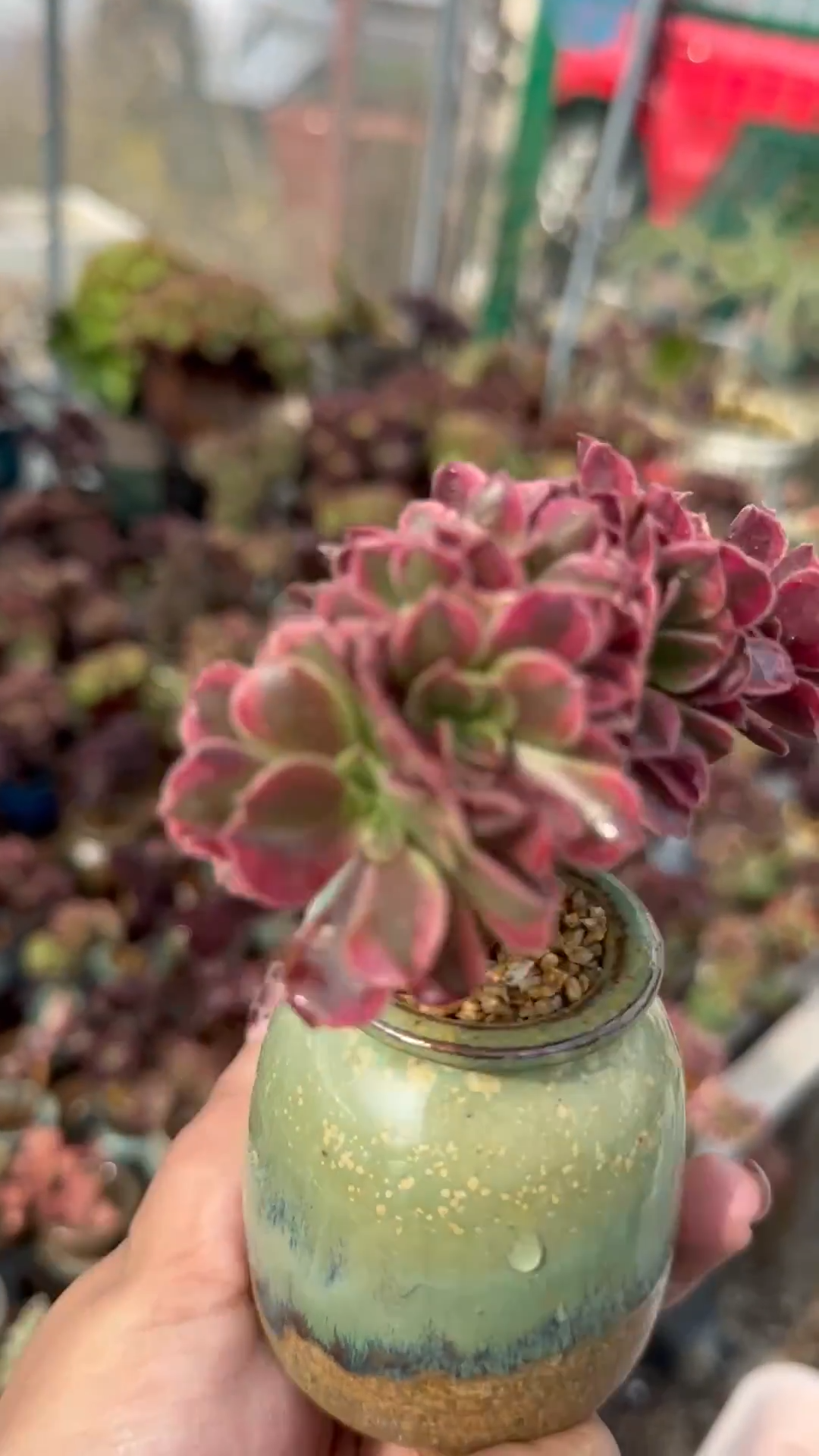 10cm Aeonium arboreum'Zwartkop' Cristata