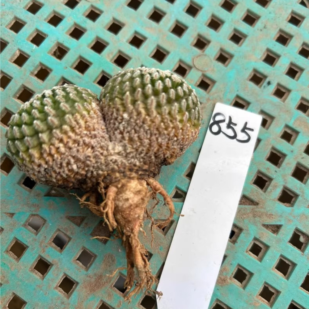 6-7cm Double heads Turbinicarpus pseudopectinatus