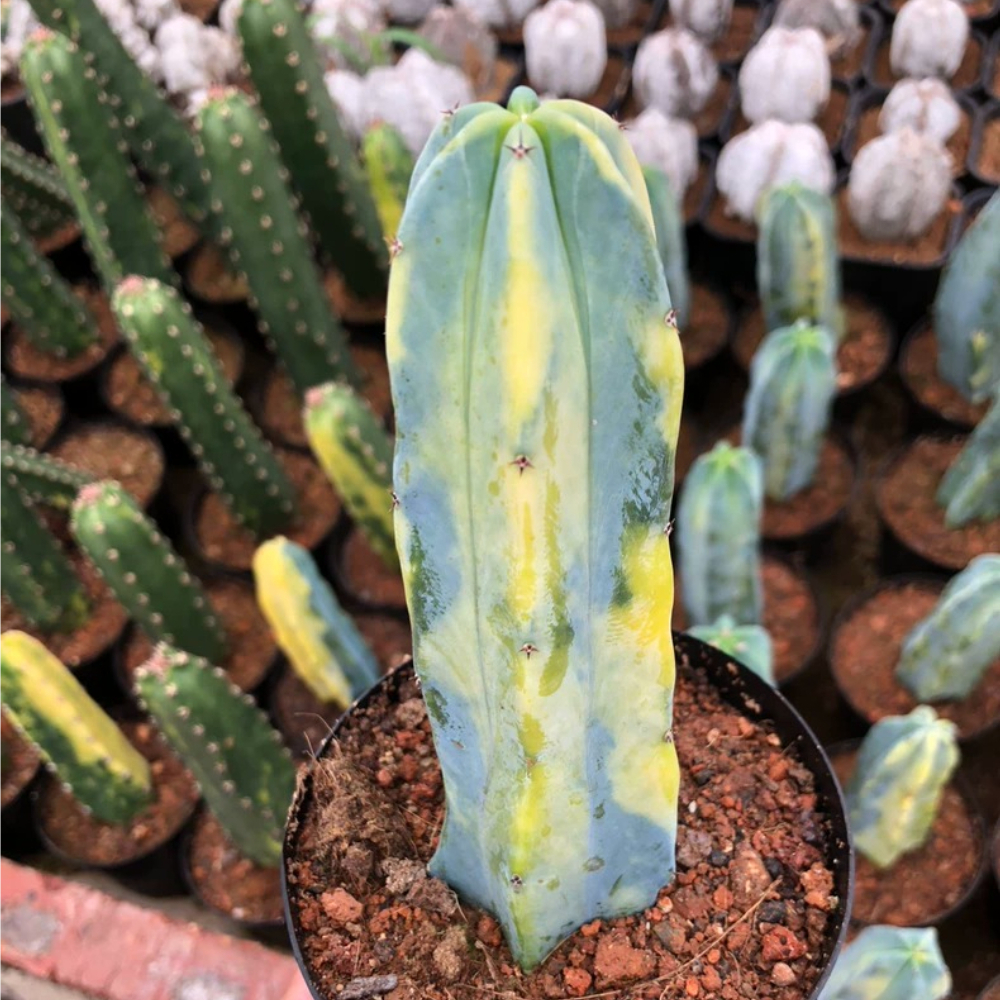 8-10cm Myrtillocactus geometrizans Variegated