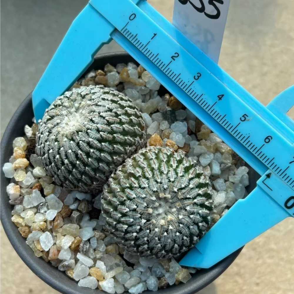 6-7cm Double heads Turbinicarpus pseudopectinatus