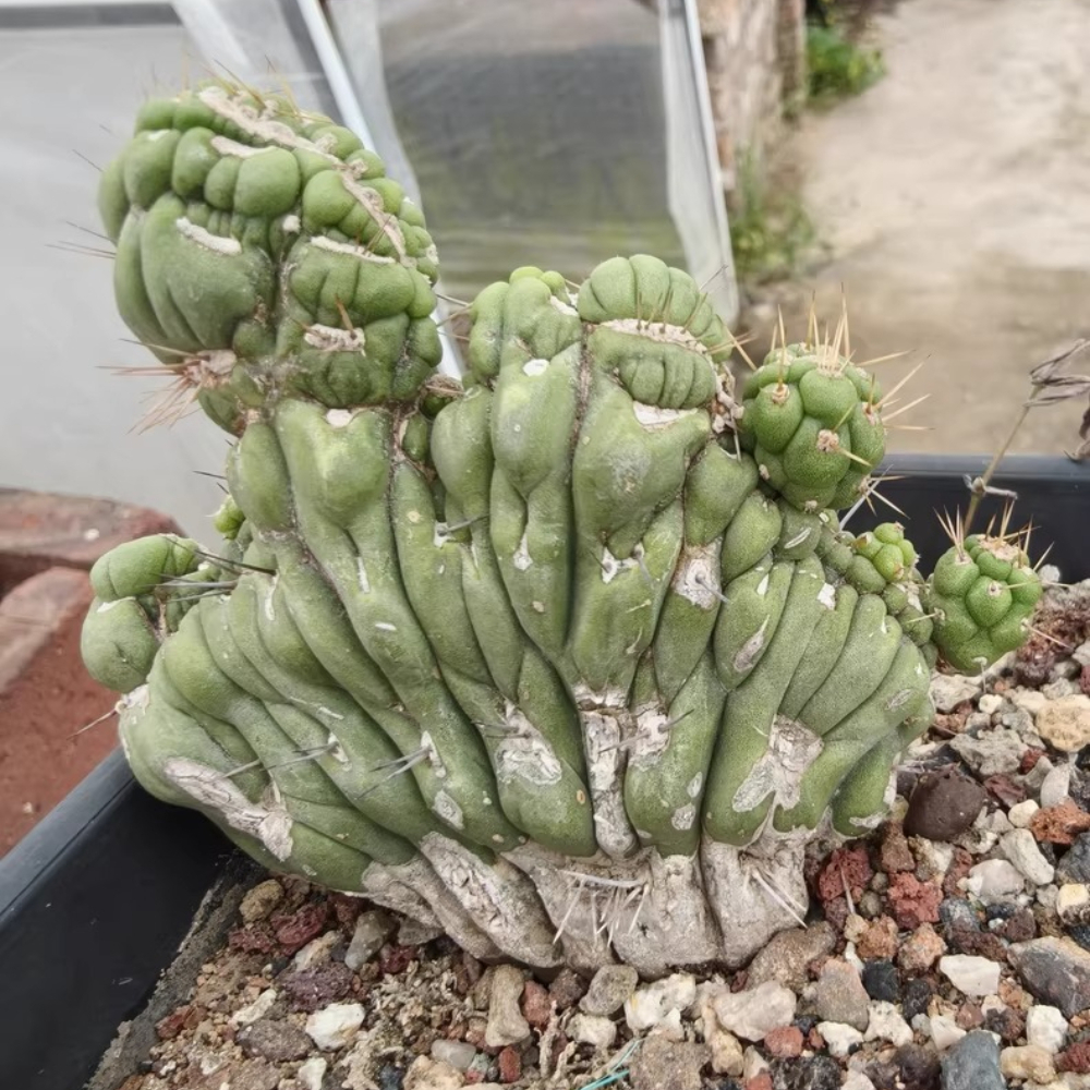 7-9cm  Eulychnia Castanea Cristata