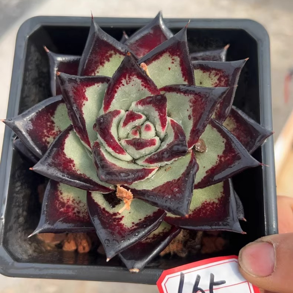 7-8cm Echeveria agavoides ebony