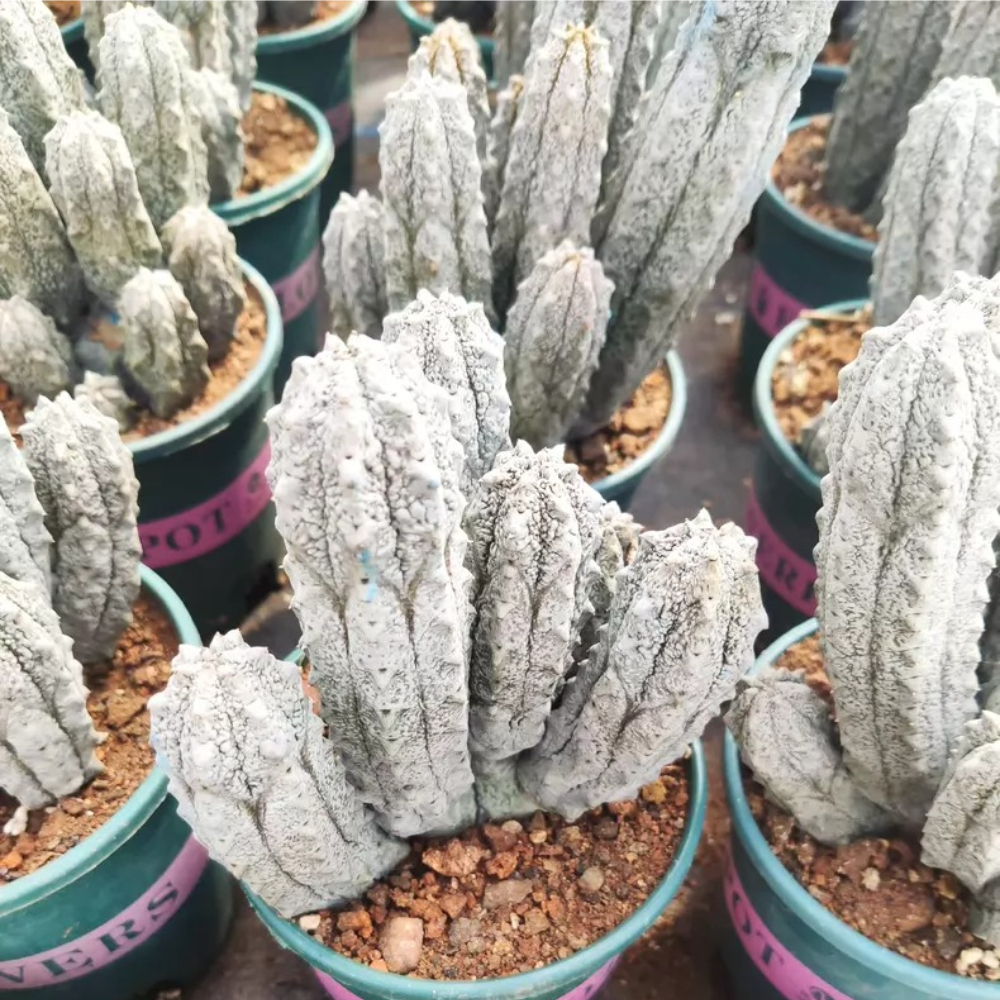 12-16cm  Multiple heads Euphorbia abdelkuri