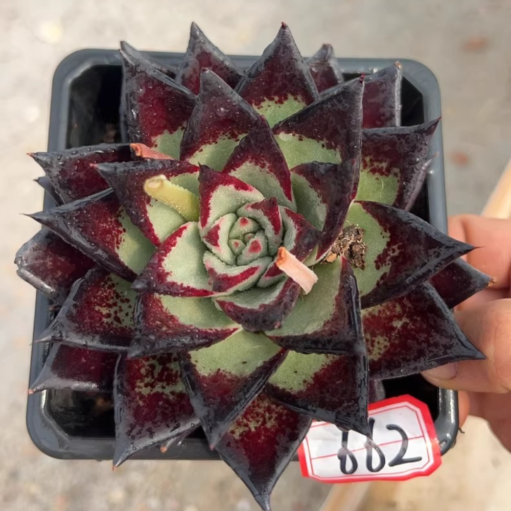 7-8cm Echeveria agavoides ebony