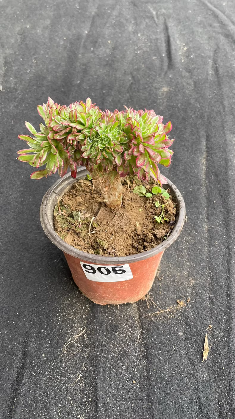 10cm Aeonium Ink wash painting Cristata