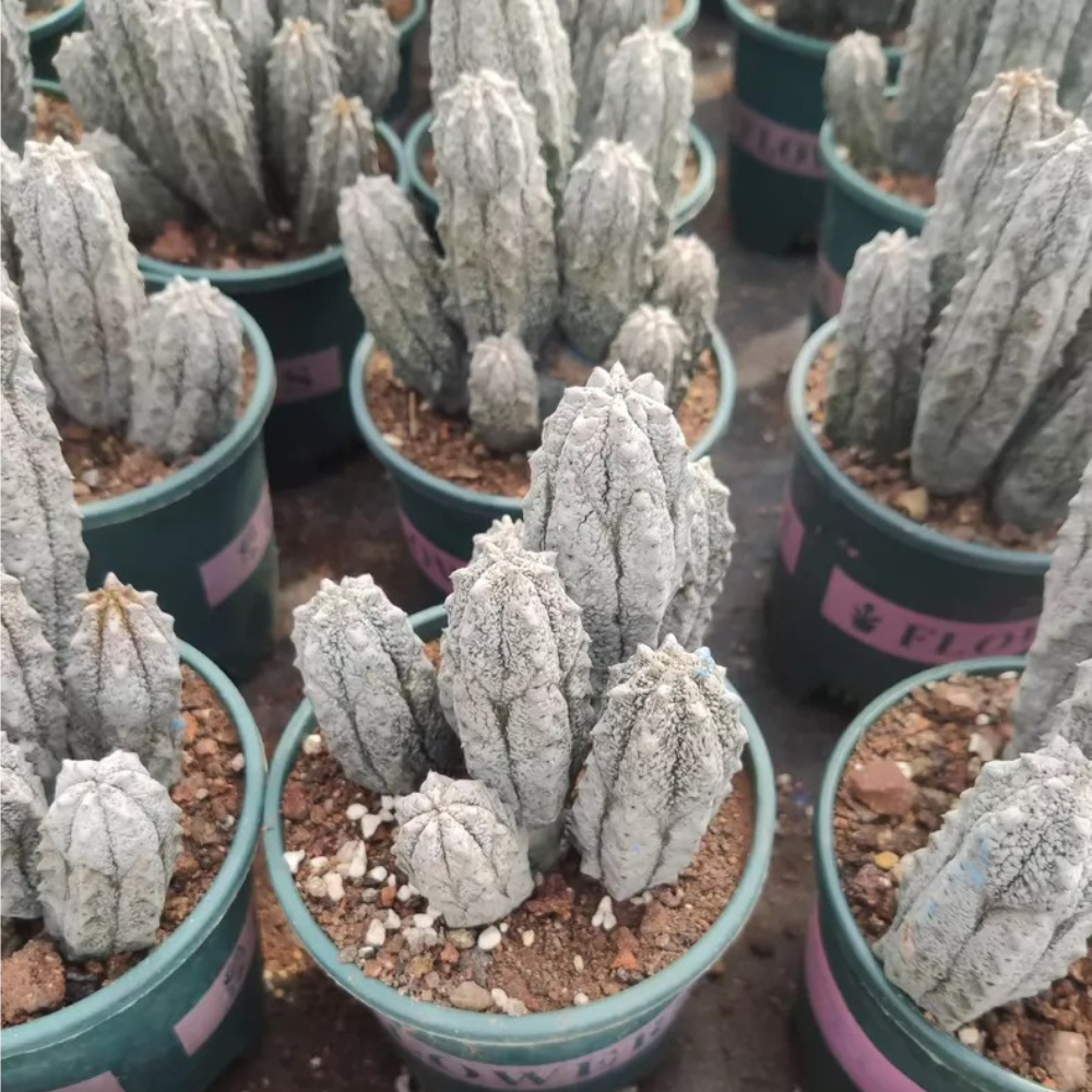 12-16cm  Multiple heads Euphorbia abdelkuri