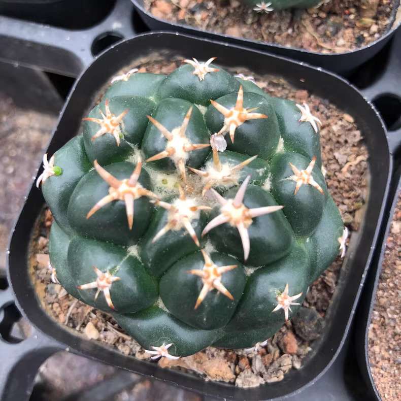 5-5.5cm Coryphantha elephantidens cv. Tenshi Zougemaru Beautiful Cactus Plants