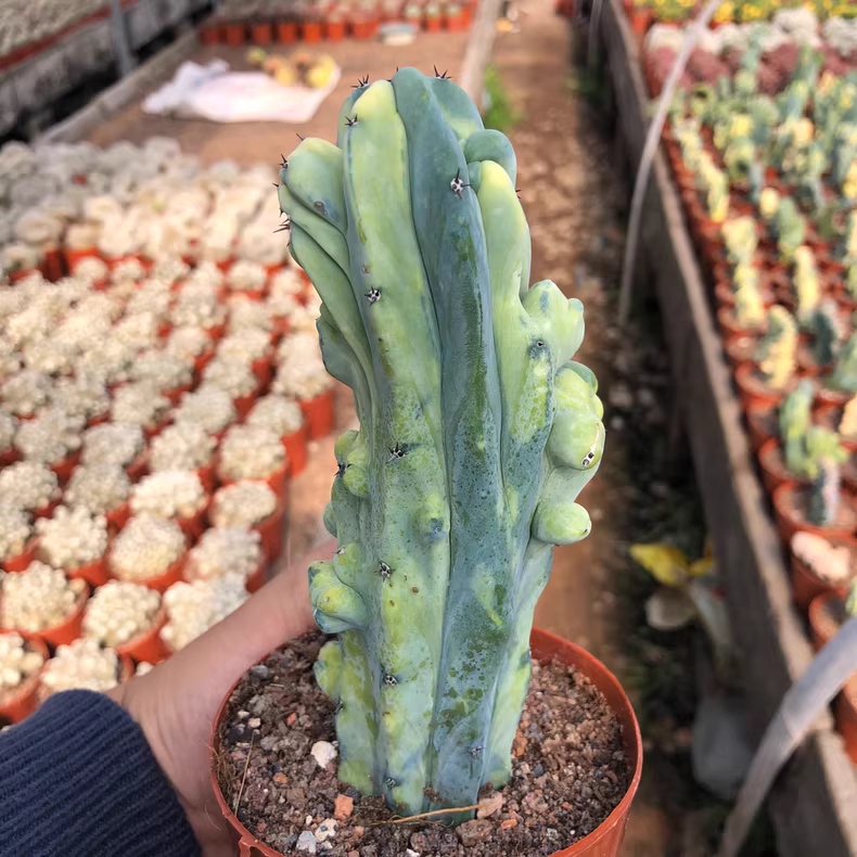 10-12cm Myrtiiocactus Geometrizans Cristata Variegated