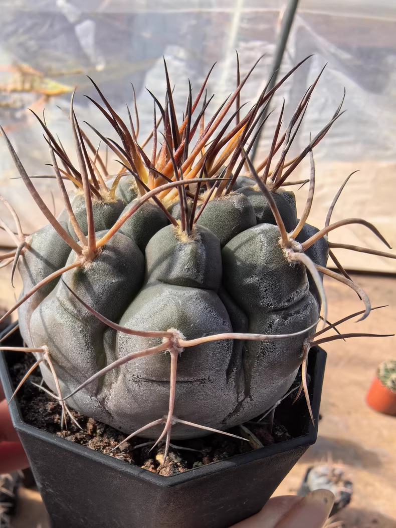 5cm 1PCS Cactus Live Plants Gymnocalycium Mazanense Beautiful Garden Rare Planting
