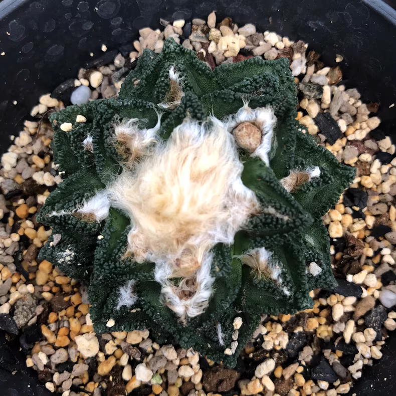6cm Ariocarpus bravoanus sp. hintonii Garden Rare Cactus