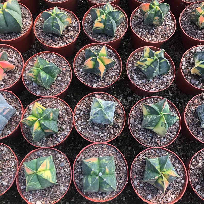 6cm Astrophytum myriostigma Variegated Garden Planting