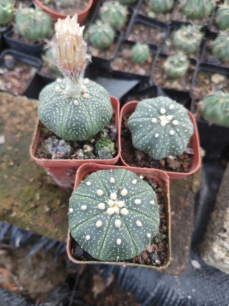 10 pieces 3-4cm Astrophytum Asterias Greedn Garden pretty Seedling
