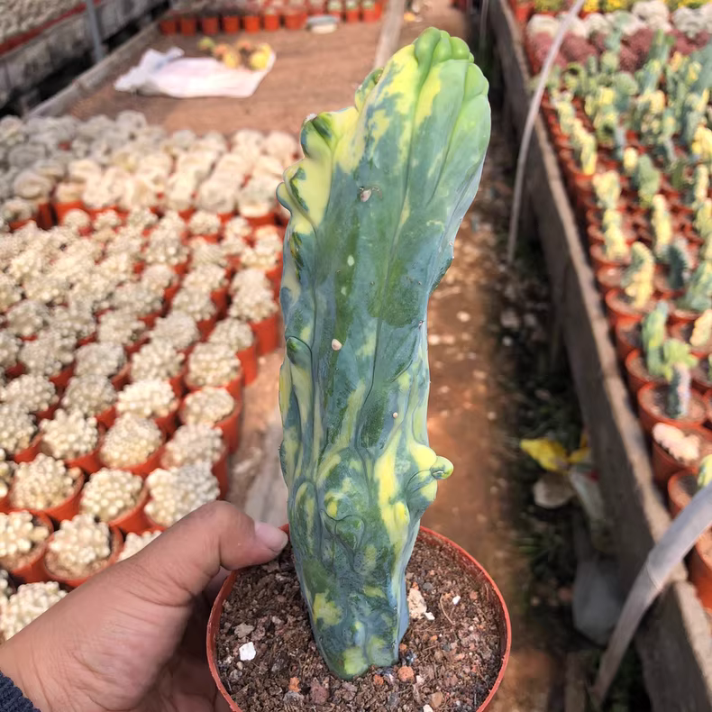 10-12cm Myrtiiocactus Geometrizans Cristata Variegated