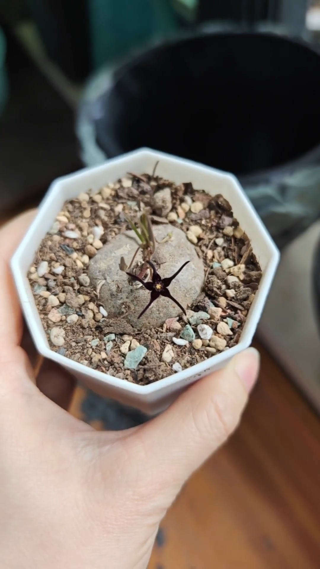 3-3.5cm Ceropegia edulissima root tuber Rare Cactus Succulent Plants