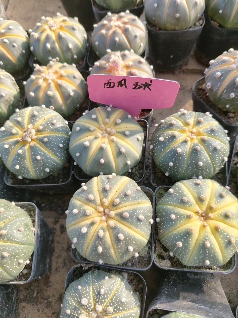 10 pieces 3-4CM Astrophytum asterias Variegated watermelon stripes
