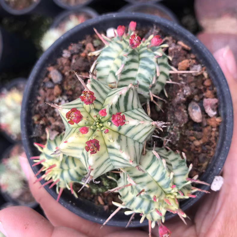 6-7cm  Multiple heads Euphorbia pulvinata Variegata Garden Rare