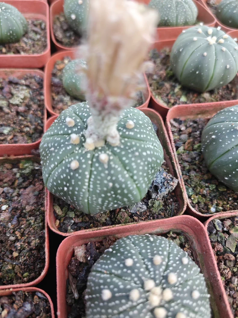 10 pieces 3-4cm Astrophytum Asterias Greedn Garden pretty Seedling