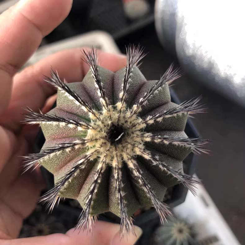 4.5-5cm Uebelmannia pectinifera Garden Rare Planting Cactus Succulent Plants