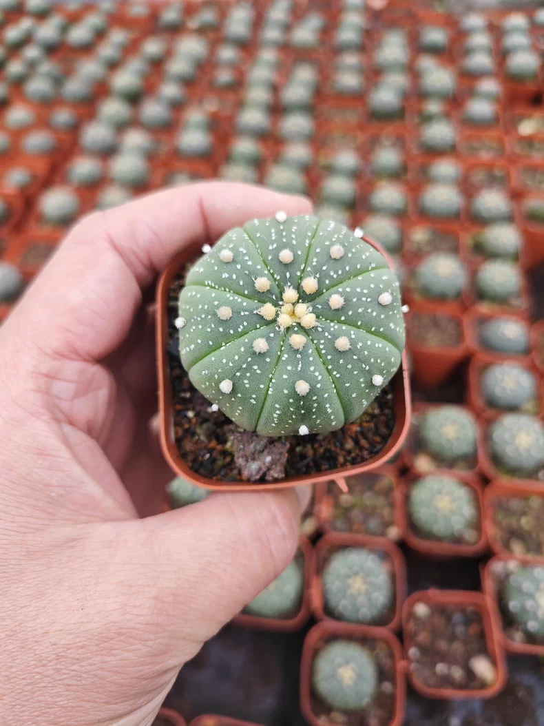10 pieces 3-4cm Astrophytum Asterias Greedn Garden pretty Seedling