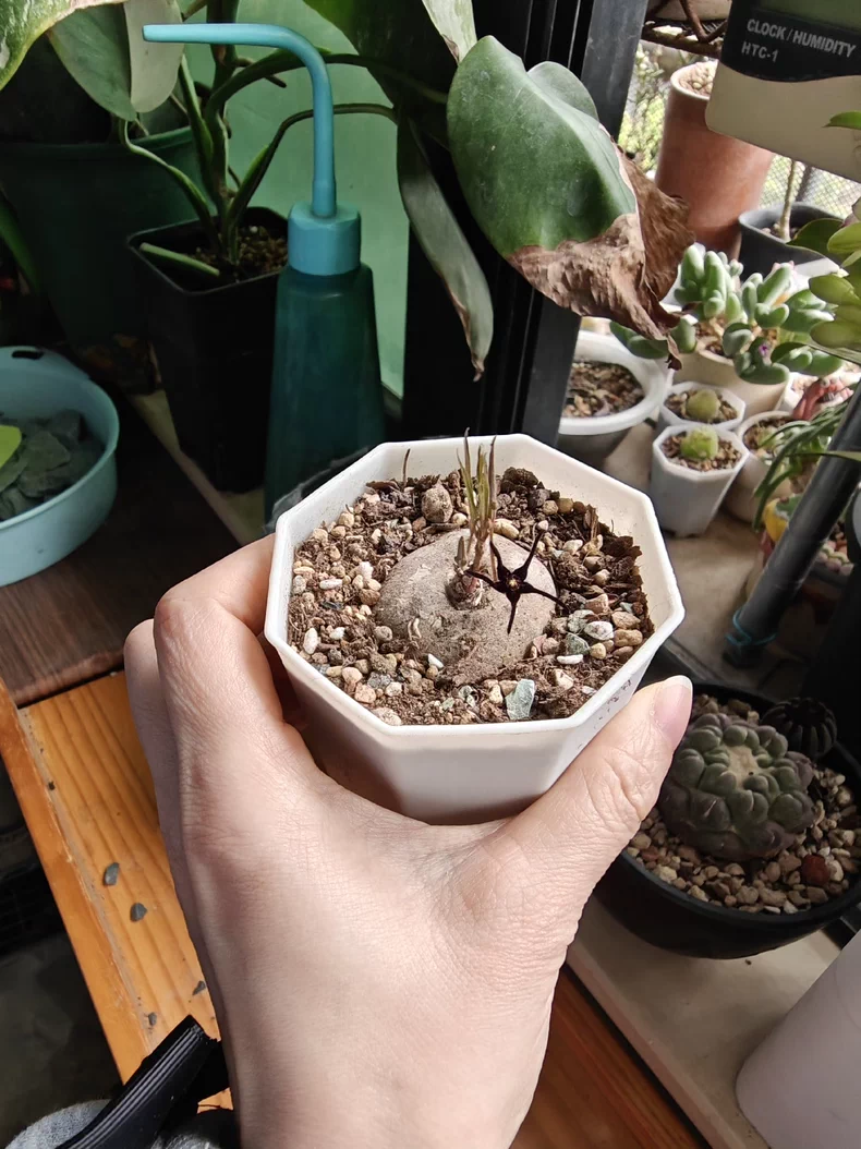3-3.5cm Ceropegia edulissima root tuber Rare Cactus Succulent Plants