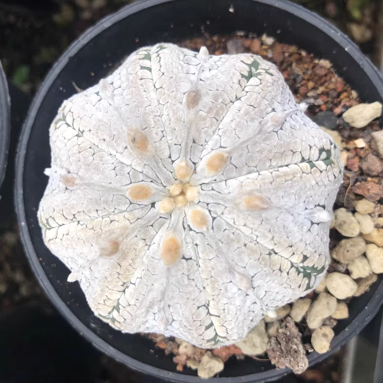 6-6.5cm Astrophytum asterias Mirakuru Super White Garden Rare Planting