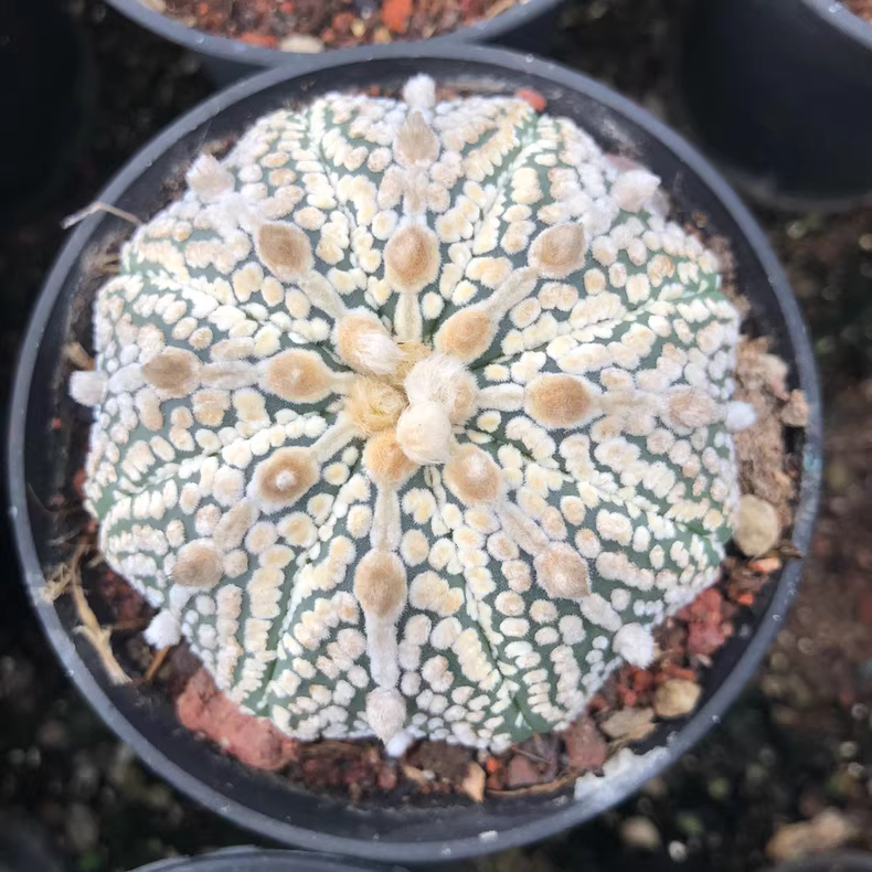 6-6.5cm Astrophytum asterias Mirakuru Super White Garden Rare Planting