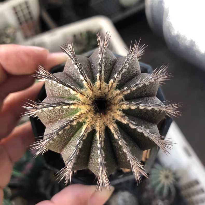 4.5-5cm Uebelmannia pectinifera Garden Rare Planting Cactus Succulent Plants