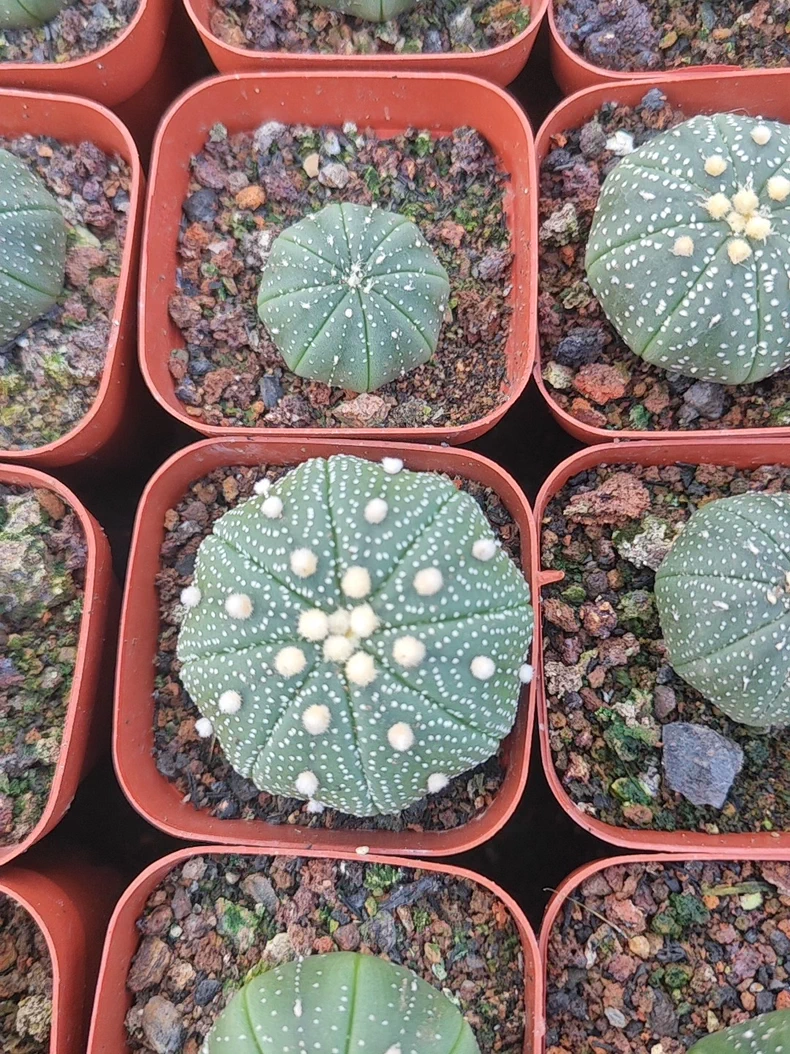 10 pieces 3-4cm Astrophytum Asterias Greedn Garden pretty Seedling
