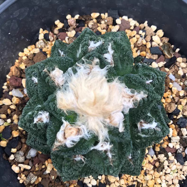 6cm Ariocarpus bravoanus sp. hintonii Garden Rare Cactus