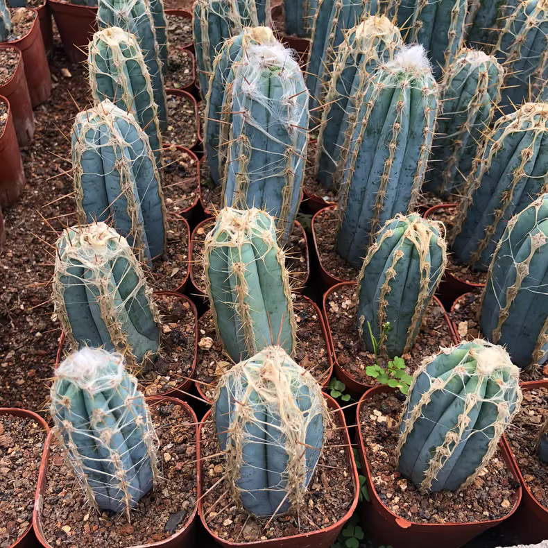 9-11cm Pilosocereus pachycladus