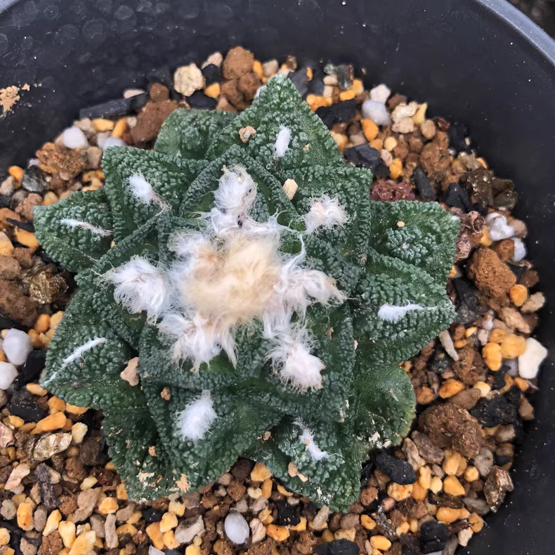 6cm Ariocarpus bravoanus sp. hintonii Garden Rare Cactus