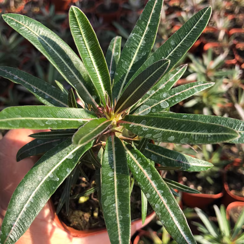 8-10cm Pachypodium rosulatum subsp. cactipes Garden Planting