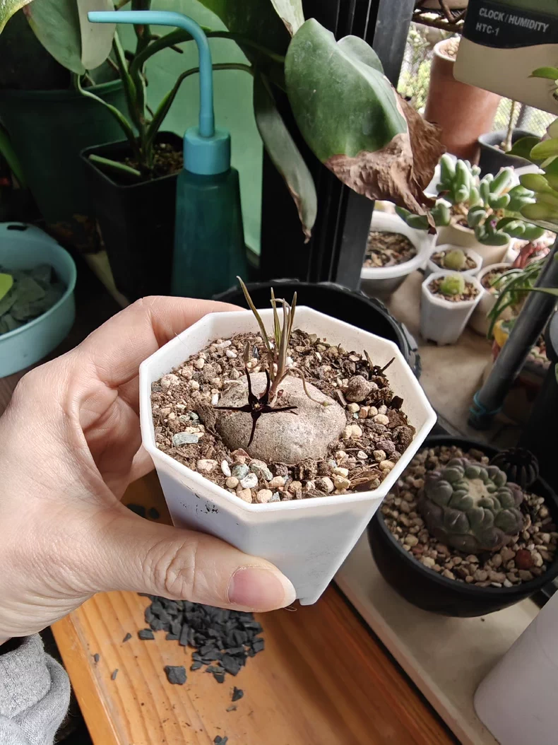 3-3.5cm Ceropegia edulissima root tuber Rare Cactus Succulent Plants