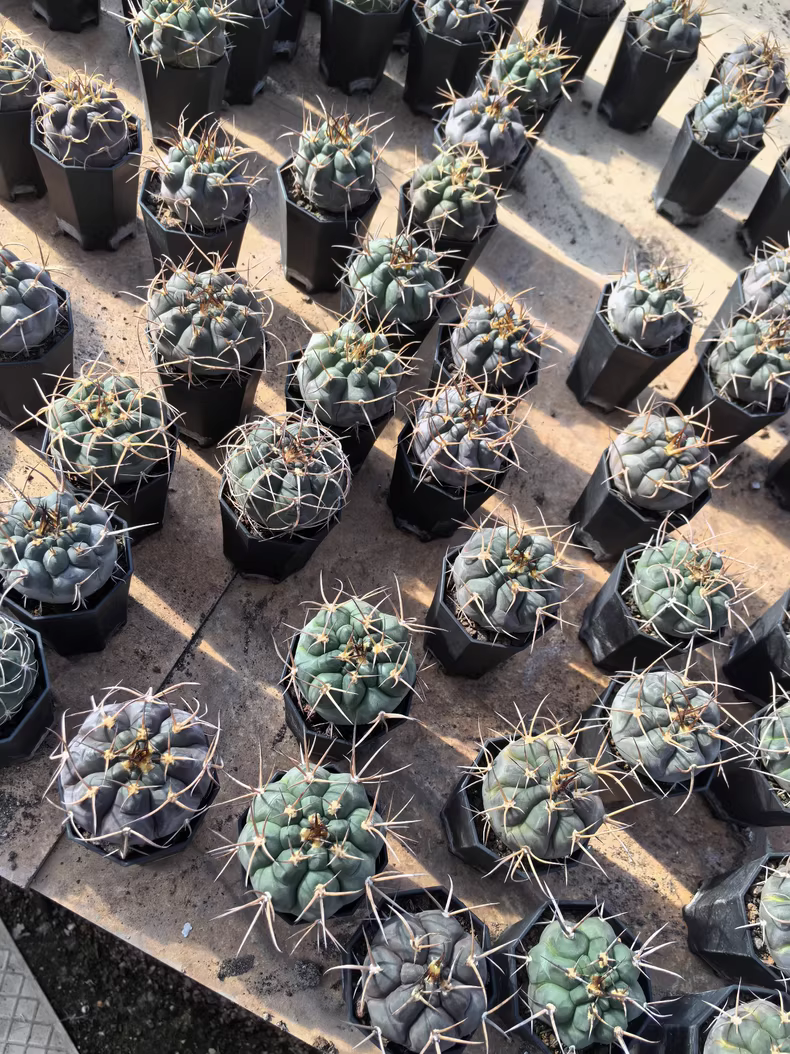 5cm 1PCS Cactus Live Plants Gymnocalycium Mazanense Beautiful Garden Rare Planting