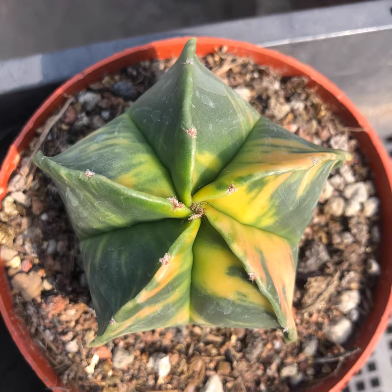 6cm Astrophytum myriostigma Variegated Garden Planting