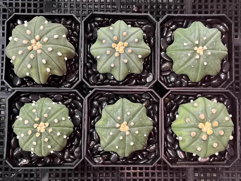 4cm Cactus Astrophytum asterias Star Shape Garden Planting
