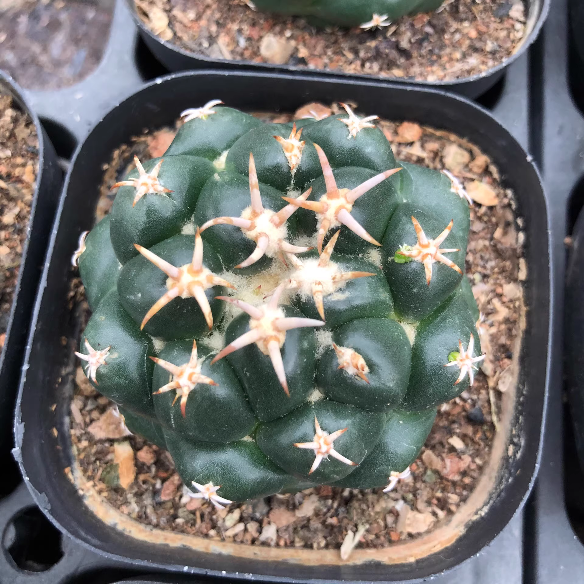 5-5.5cm Coryphantha elephantidens cv. Tenshi Zougemaru Beautiful Cactus Plants