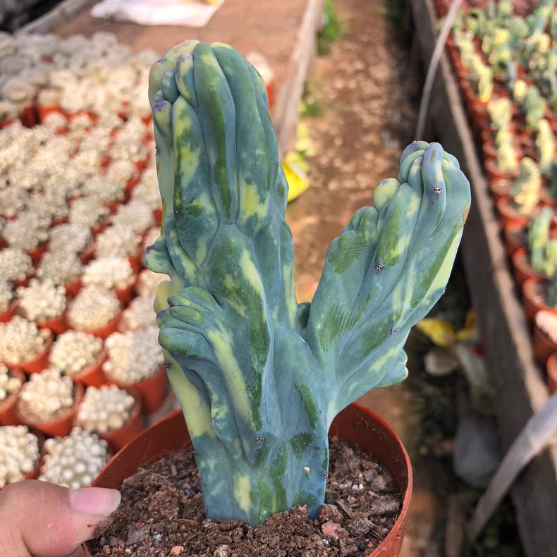 10-12cm Myrtiiocactus Geometrizans Cristata Variegated