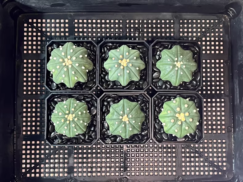 4cm Cactus Astrophytum asterias Star Shape Garden Planting