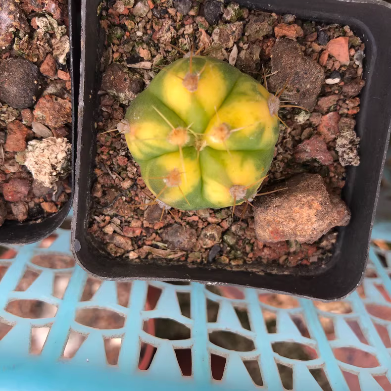 2.5-3cm Gymnocalycium buenekeri Variegated Garden Rare