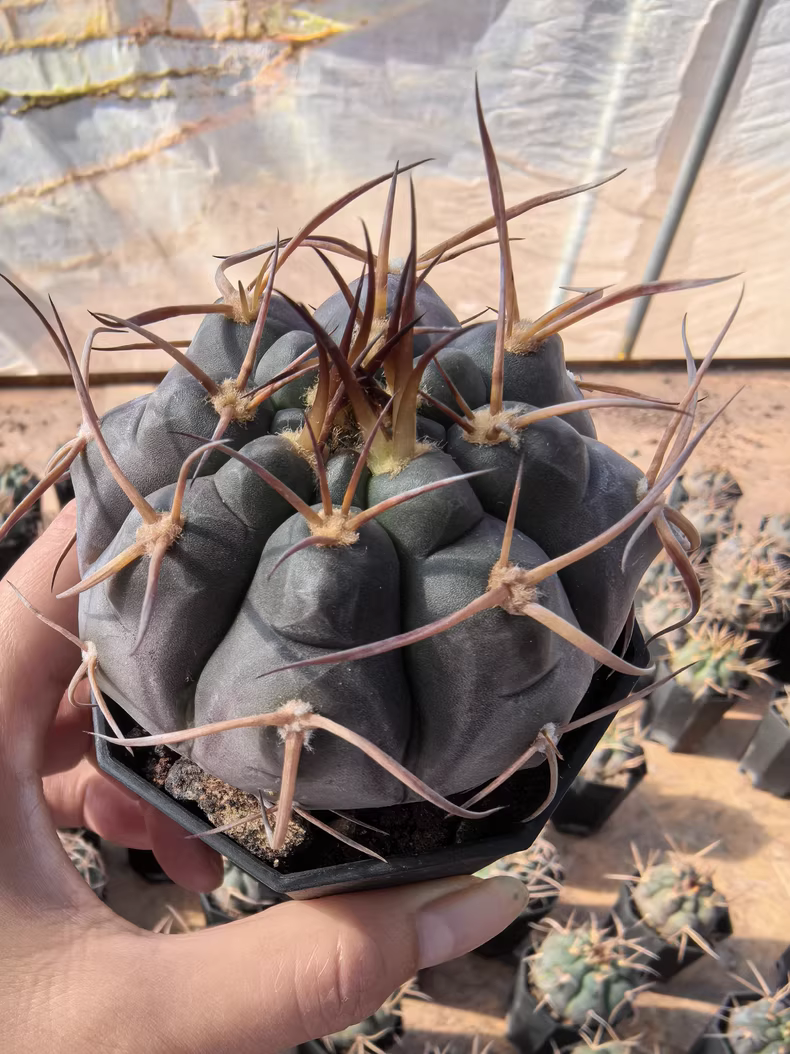 5cm 1PCS Cactus Live Plants Gymnocalycium Mazanense Beautiful Garden Rare Planting