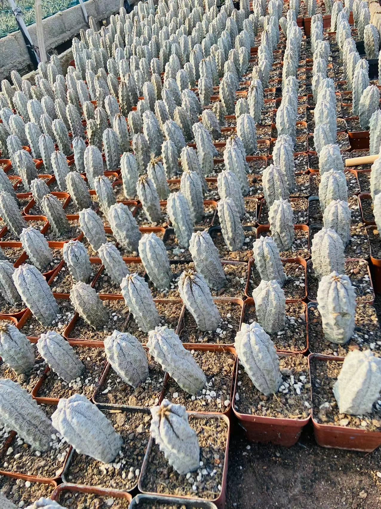 10cm 5PCS Euphorbia abdelkuri Cactus palnt